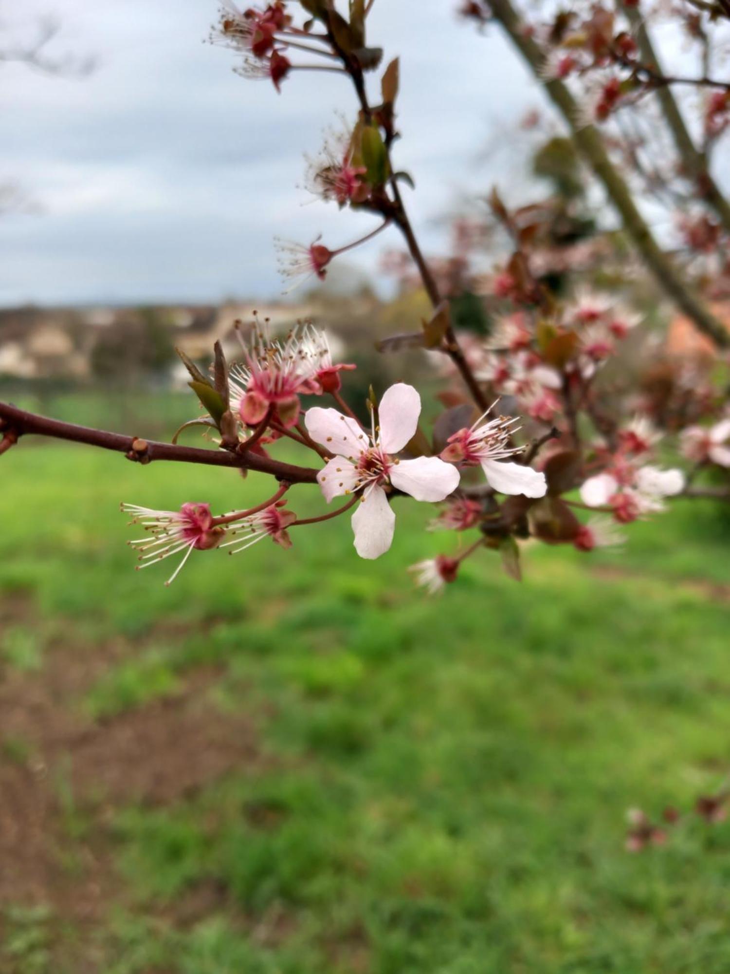 Apartament Les Cyclamens 1 Cosne-sur-Loire Zewnętrze zdjęcie